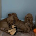 Golden Cocker spaniels puppies for sale
