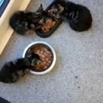 beautiful kittens