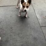 puppy