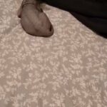 little boy sphynx