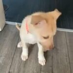 staffsky puppy for sale