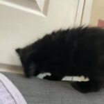 black and white kittens