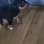 american bullweiler puppies