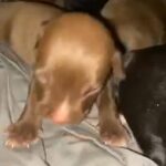 pressa x puppies