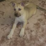 staff x husky puppy
