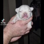 french bull dogs