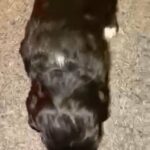 beautiful f1 cockapoo
