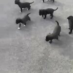 Labrador-xl bully