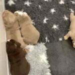 English bulldogs
