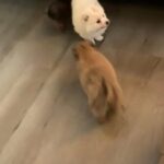 Adorable pomeranian puppies
