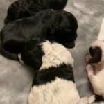 beautiful f1 cockapoos