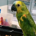Hand reared blue front Amazon Parrot