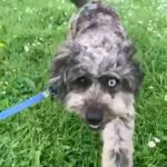 Cavapoo Bitch ~ health tested