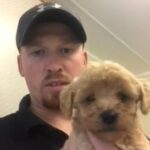 Toy poodle puppy ready to leave