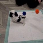 shorkie