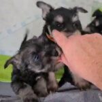 miniature schnauzer kc and BVA