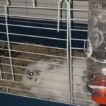 Mini Lop