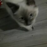 beautiful boy blue point ragdol
