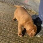 8 weeks old xl bully