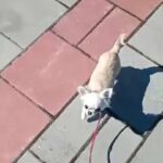 Dog delivery