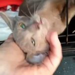 Cat delivering