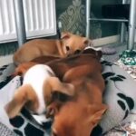Jack russell puppy