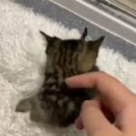 beautiful tabby girls
