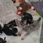 miniature schnauzer kc only 3 left