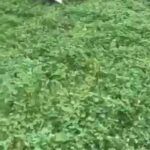 spaniel pup small type