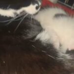 tuxedo kittens for sale