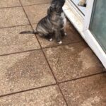 presa canario x bandog