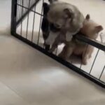pomchi puppies