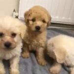 Toy poodle ready to leave