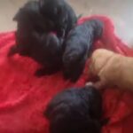 F1 Cockapoo puppies