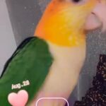 yellow thighed caiques