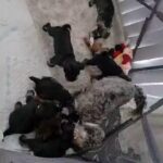 miniature schnauzers puppies kc and BVA