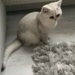GCCF Registered Silver Tip British Short Hair **STUNNING**