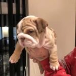 Merle English bulldog girl