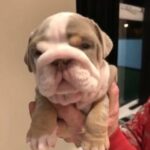 lilac English bulldog boy