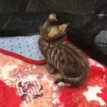tiger and lion colour kitten sale