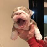 lilac English bulldog boy