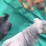 shar Pei pups