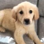 golden retriever puppies £1350