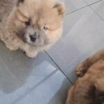 beautiful chow males  xx