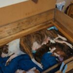 pups for sale