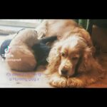 Two stunning cockapoo puppies Looking for good homes