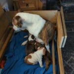 oldtyne/English bulldog puppies for sale