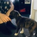 American bulldog x old tyme English bulldog