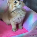 British longhair boy