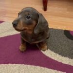 Dachshunds